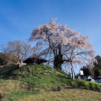 高台に聳える上石の不動ザクラ、枝垂れ桜が満開の一本桜の写真