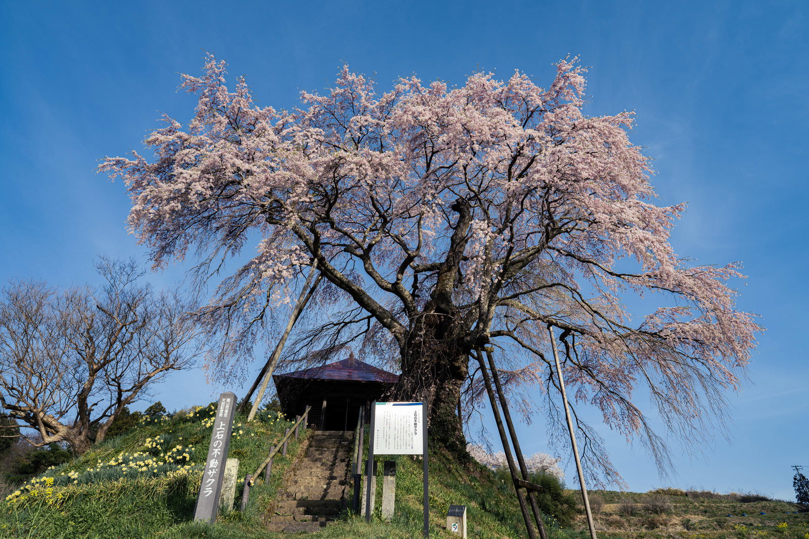 青空を背景に満開の枝垂れ桜が咲き、石段の先に不動堂が見える