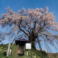 福島県郡山市の上石の不動ザクラ、不動堂へ続く石段と満開の枝垂れ桜の写真