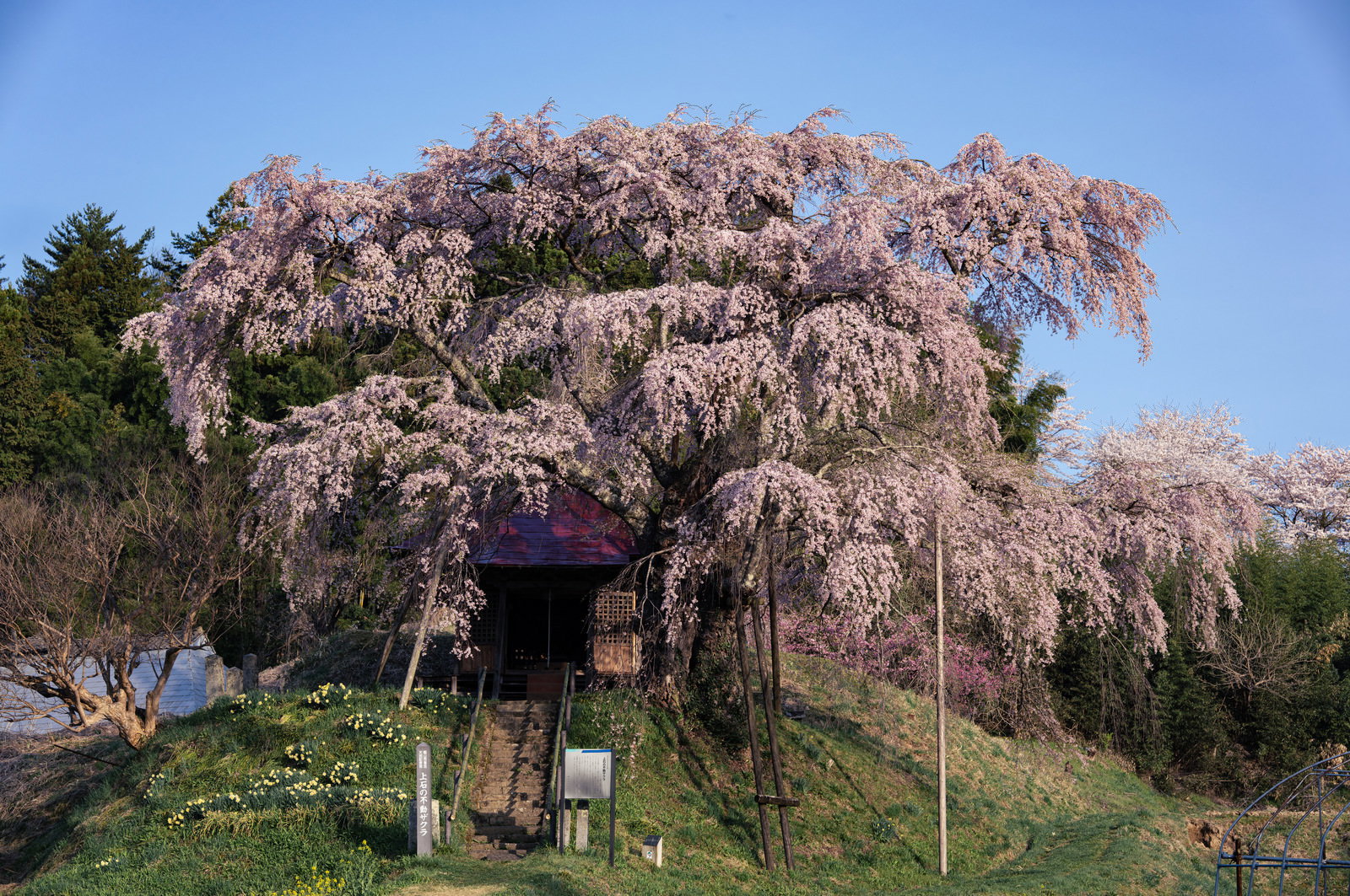 桜の花で覆われた不動堂。樹齢400年の枝垂れ桜が満開で、お堂を包み込んでいる