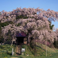樹齢400年を超える上石の不動ザクラの枝垂れが覆う不動堂の写真