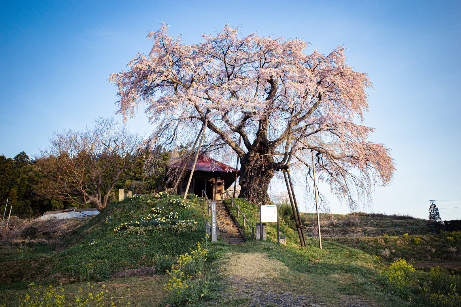青空を背景に満開のピンク色の桜の大木とお堂の写真