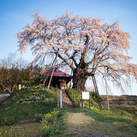 雲一つない青空に咲く上石の不動ザクラ、樹齢古いエドヒガン桜の写真