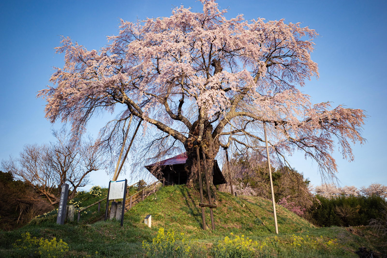 お堂を背に満開の淡いピンク色の花で覆われた古い一本の枝垂れ桜