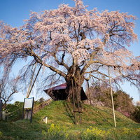 見上げる上石の不動ザクラ、枝垂れ咲く春の一本桜の写真