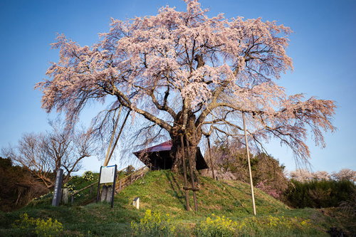 見上げる上石の不動ザクラ、枝垂れ咲く春の一本桜