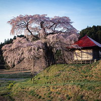 上石の不動ザクラと赤い屋根の不動堂の春風景の写真