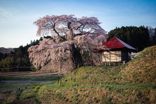 上石の不動ザクラと赤い屋根の不動堂の春風景