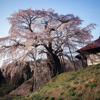 満開に咲く上石の不動ザクラとしだれ桜のある不動堂の写真