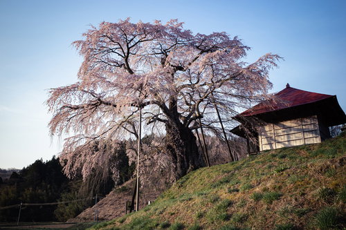 満開に咲く上石の不動ザクラとしだれ桜のある不動堂