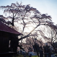 上石の不動ザクラのお堂に差し込む眩い朝日と満開の桜の写真