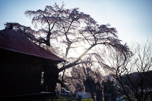上石の不動ザクラのお堂に差し込む眩い朝日と満開の桜