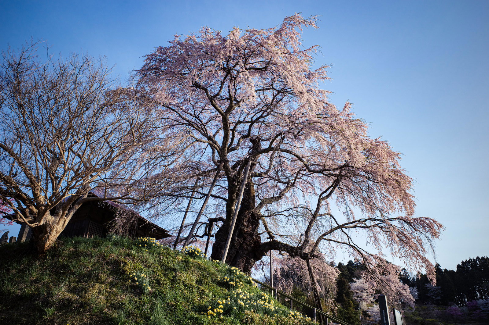 青空を背景に満開で咲く枝垂れ桜。古い幹から広がる枝に薄紅色の花が密集している。