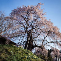 青空に満開の枝垂れ桜、上石の不動ザクラ、郡山市春の一本桜の写真