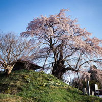 不動堂の前で満開に咲く樹齢400年の枝垂れ桜の写真