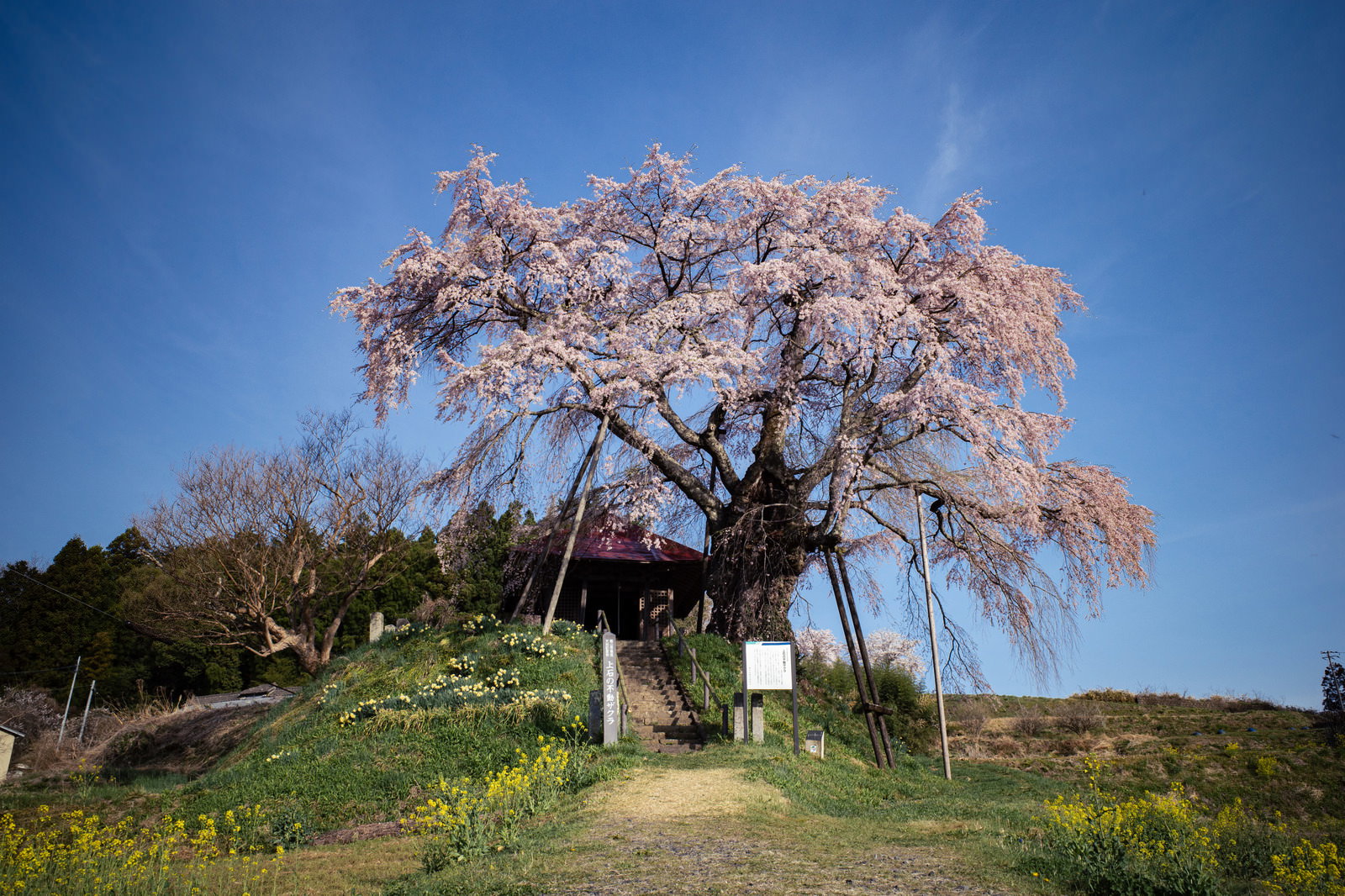 満開の枝垂れ桜と不動堂の参道を背景にした春の一本桜