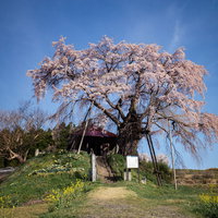 満開に咲く上石の不動ザクラ、不動堂へと続く参道の写真