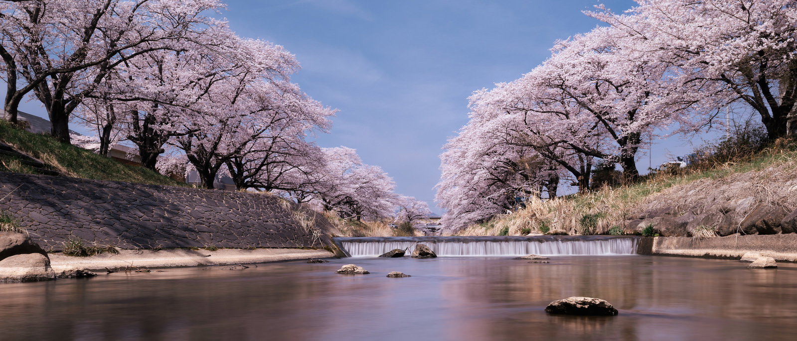 川の両岸に満開の桜が咲き誇る藤田川の桜並木