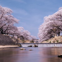 藤田川の両岸にずらりと並ぶ満開の桜並木--福島県郡山市の写真
