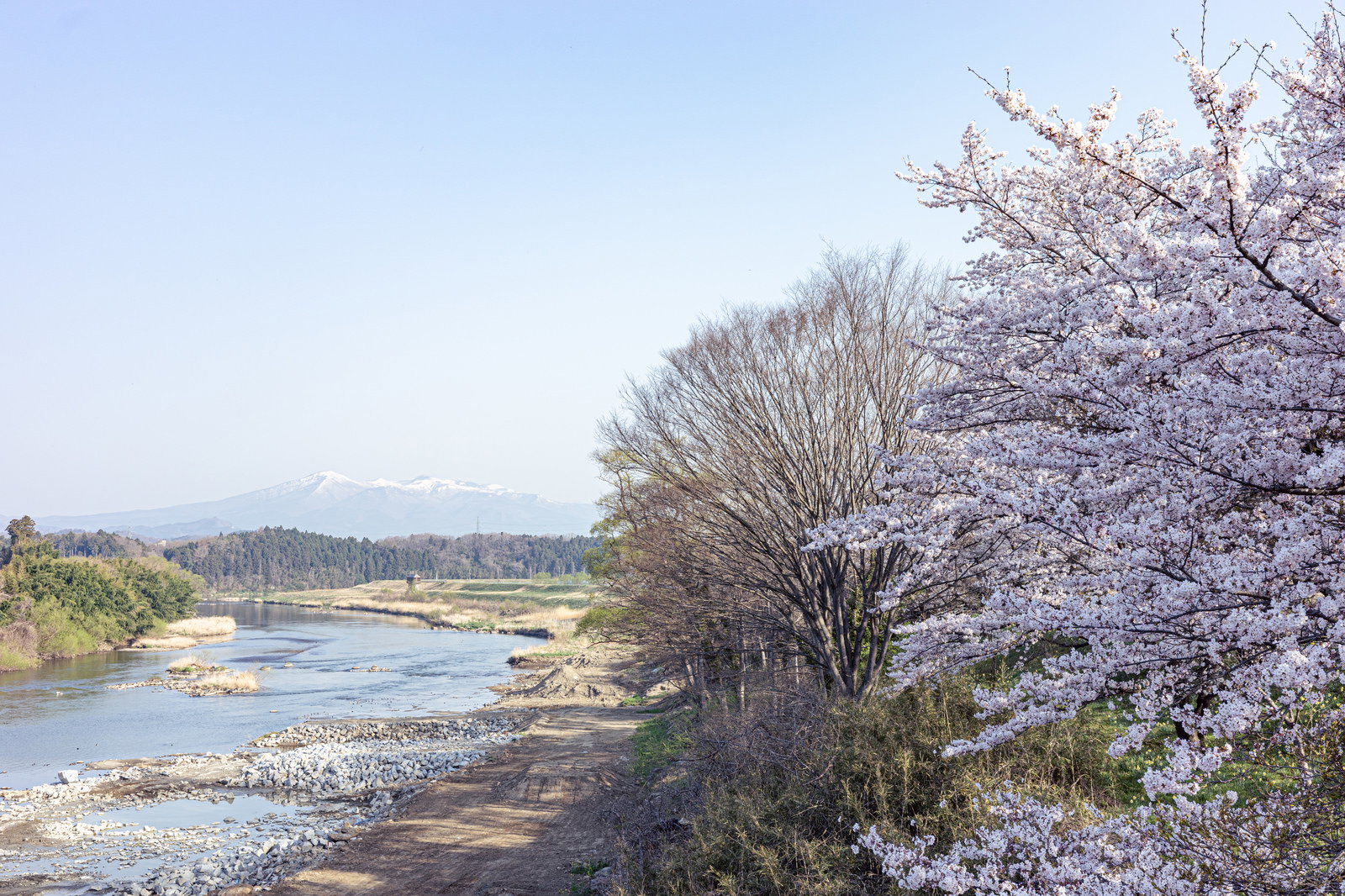 阿武隈川沿いに満開の桜が咲き誇り、背景に安達太良山が見える春の風景