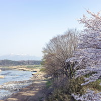 阿武隈川沿いの満開の桜と安達太良山の春風景の写真