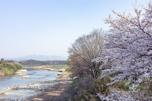 阿武隈川沿いの満開の桜と安達太良山の春風景