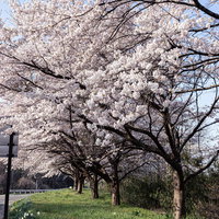 藤田川ふれあい桜の満開の桜並木 福島県郡山市の春景色の写真