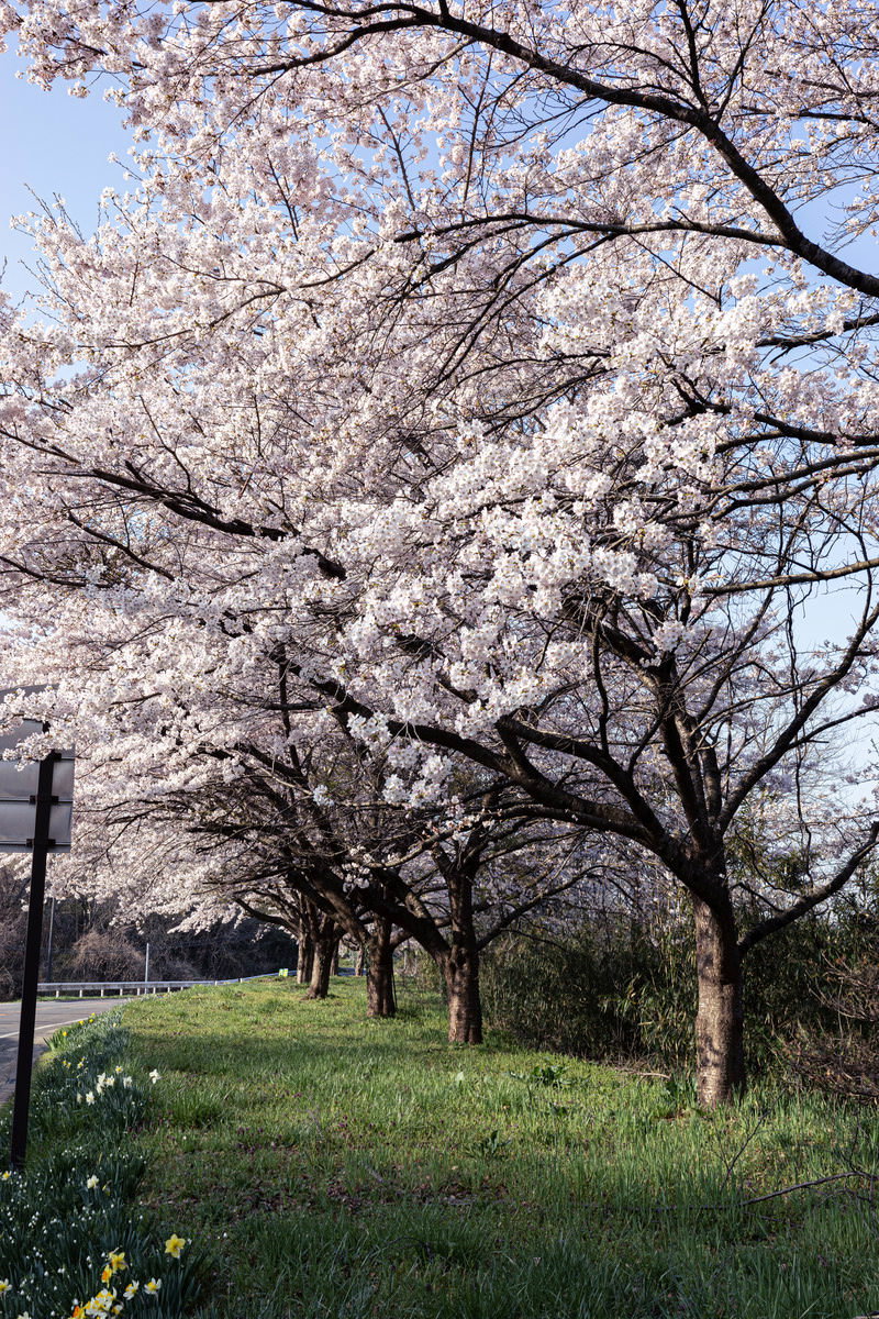 満開の桜並木が青空の下に咲き誇る藤田川ふれあい桜の春景色