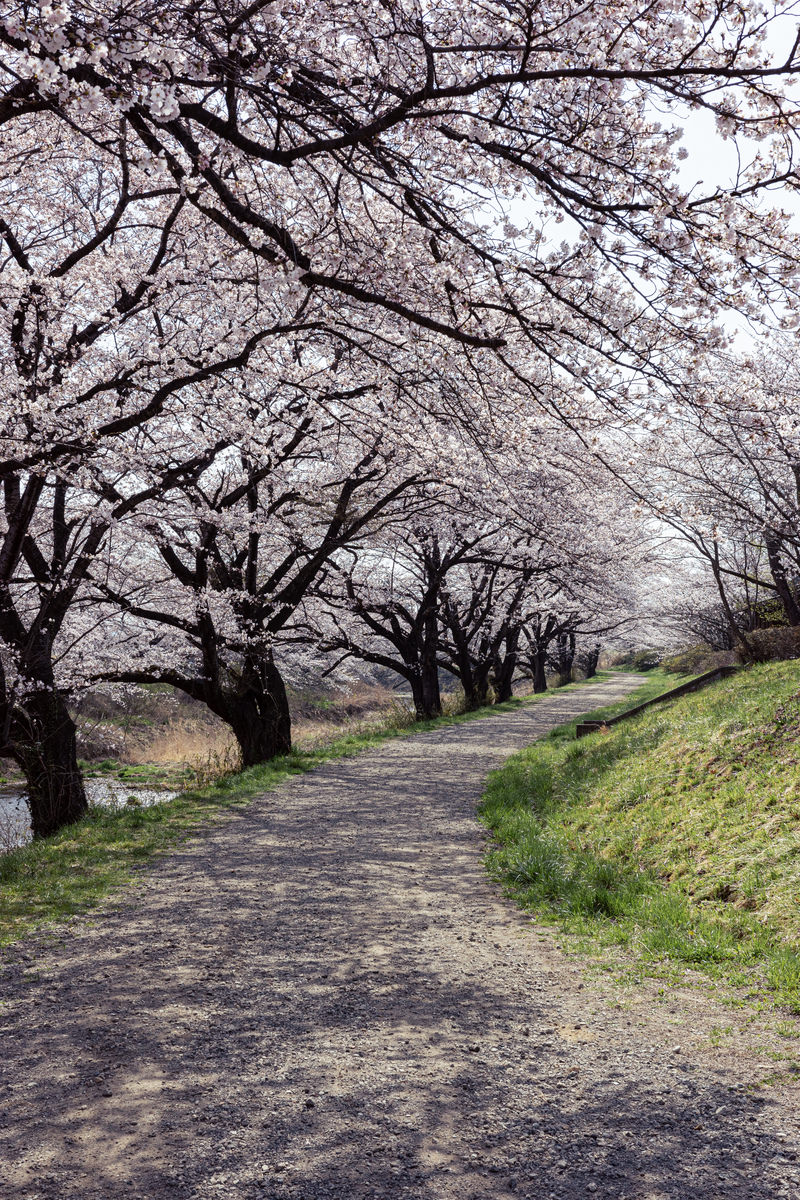 満開の桜並木と地面に落ちる桜の木々の影
