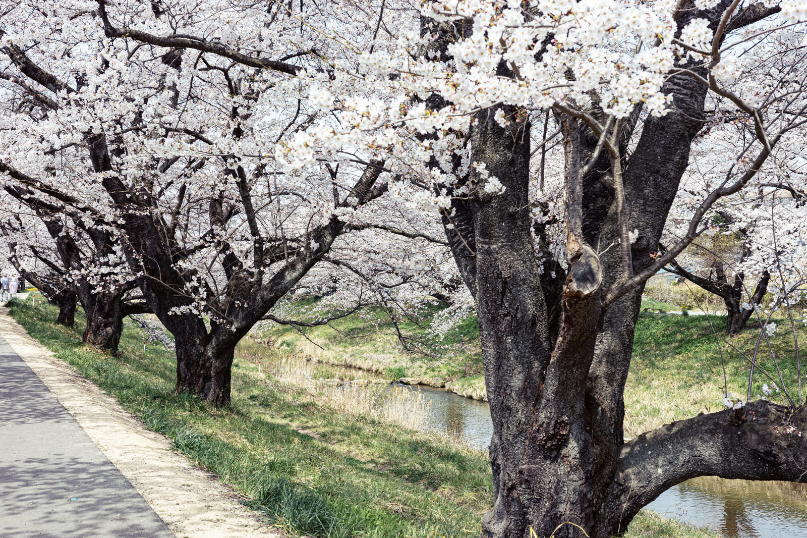 満開の桜が咲く並木道で太い桜の幹が写された春の風景