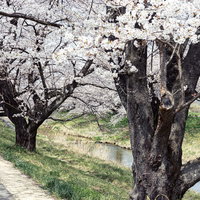 藤田川ふれあい桜並木の力強い太い幹と春の風情の写真