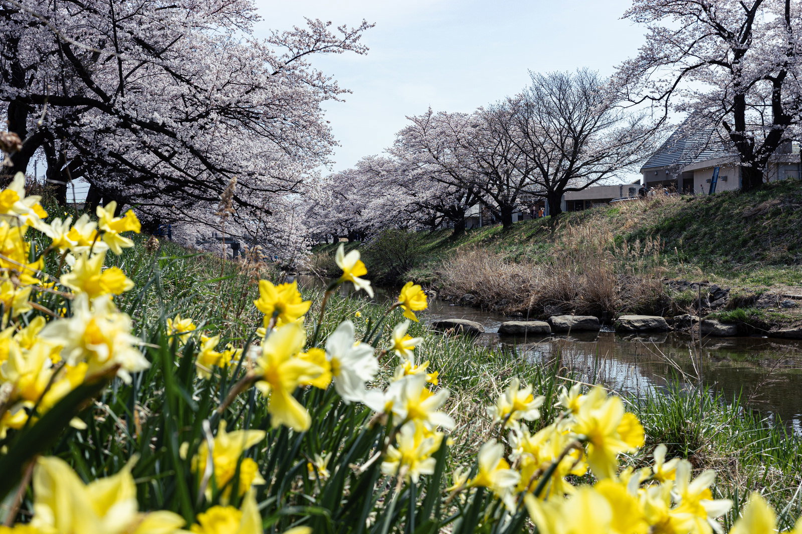 黄色い水仙の花が手前に咲き、奥に満開の桜並木が続く藤田川の春景色