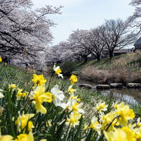 黄色い水仙と藤田川沿いの桜並木が満開の春景色の写真