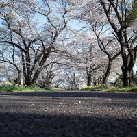 桜並木のアスファルト道路を低い視点から見上げた景色の写真