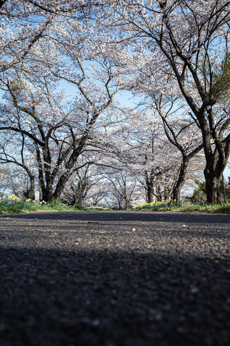 桜の花が満開の並木道をアスファルト路面の低い視点から撮影した写真