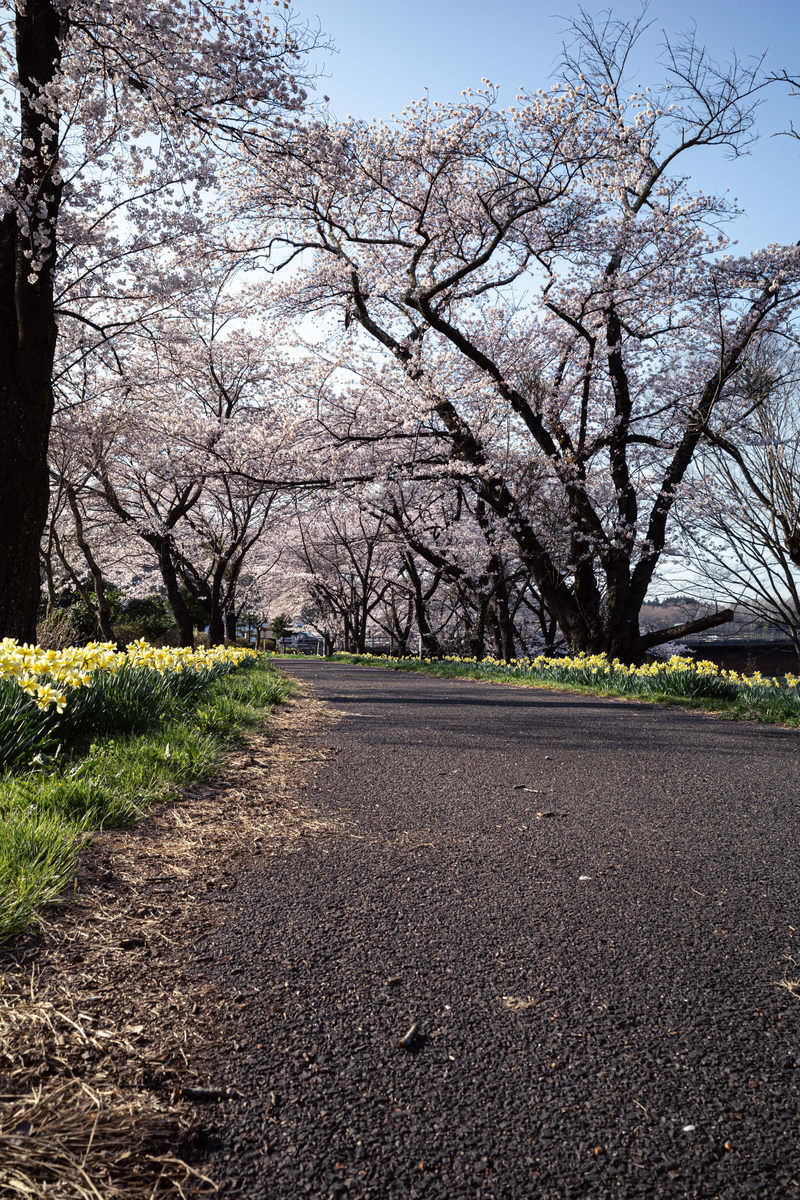 満開の桜並木が続くアスファルトの道路、両側に咲く桜の花
