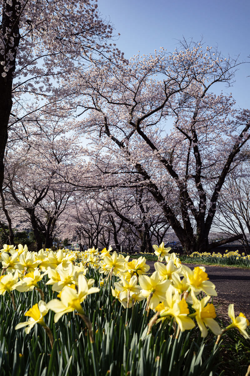 青空の下で満開の桜並木の足元に黄色い水仙が一面に咲いている春の風景