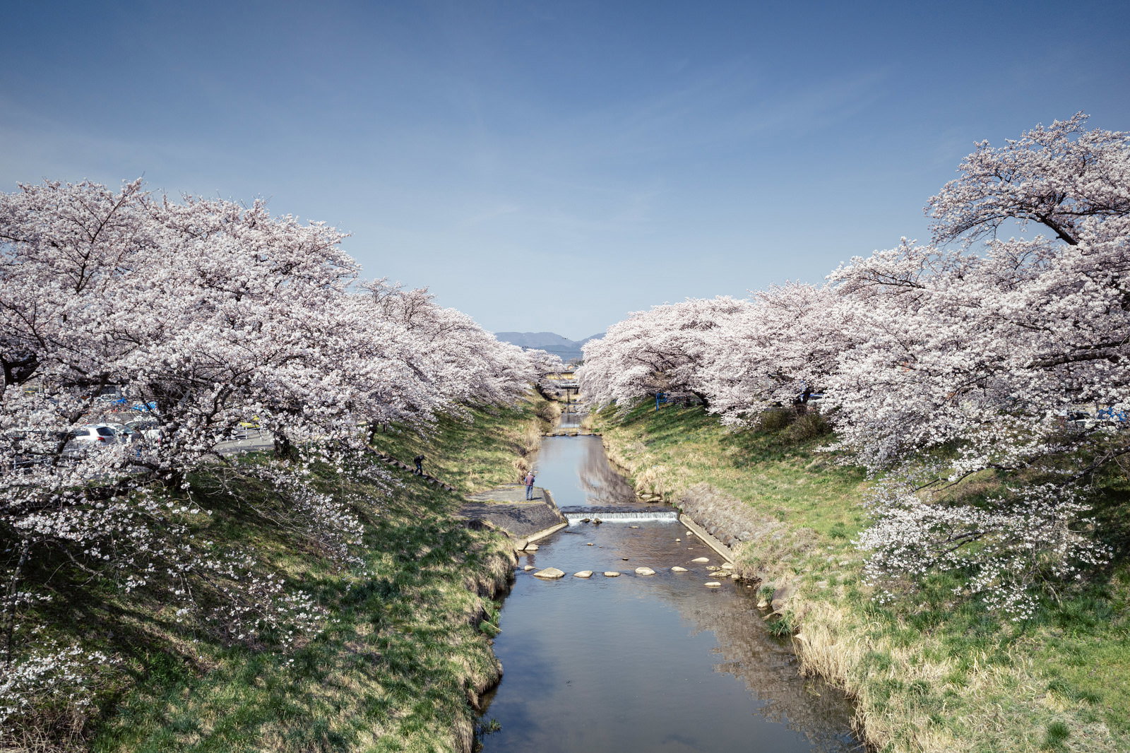 藤田川沿いに満開の桜並木が続く春の風景