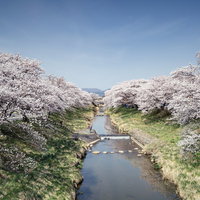 藤田川沿いに咲く桜並木の満開風景の写真