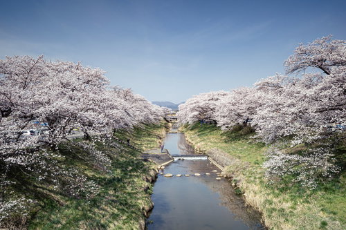 藤田川沿いに咲く桜並木の満開風景