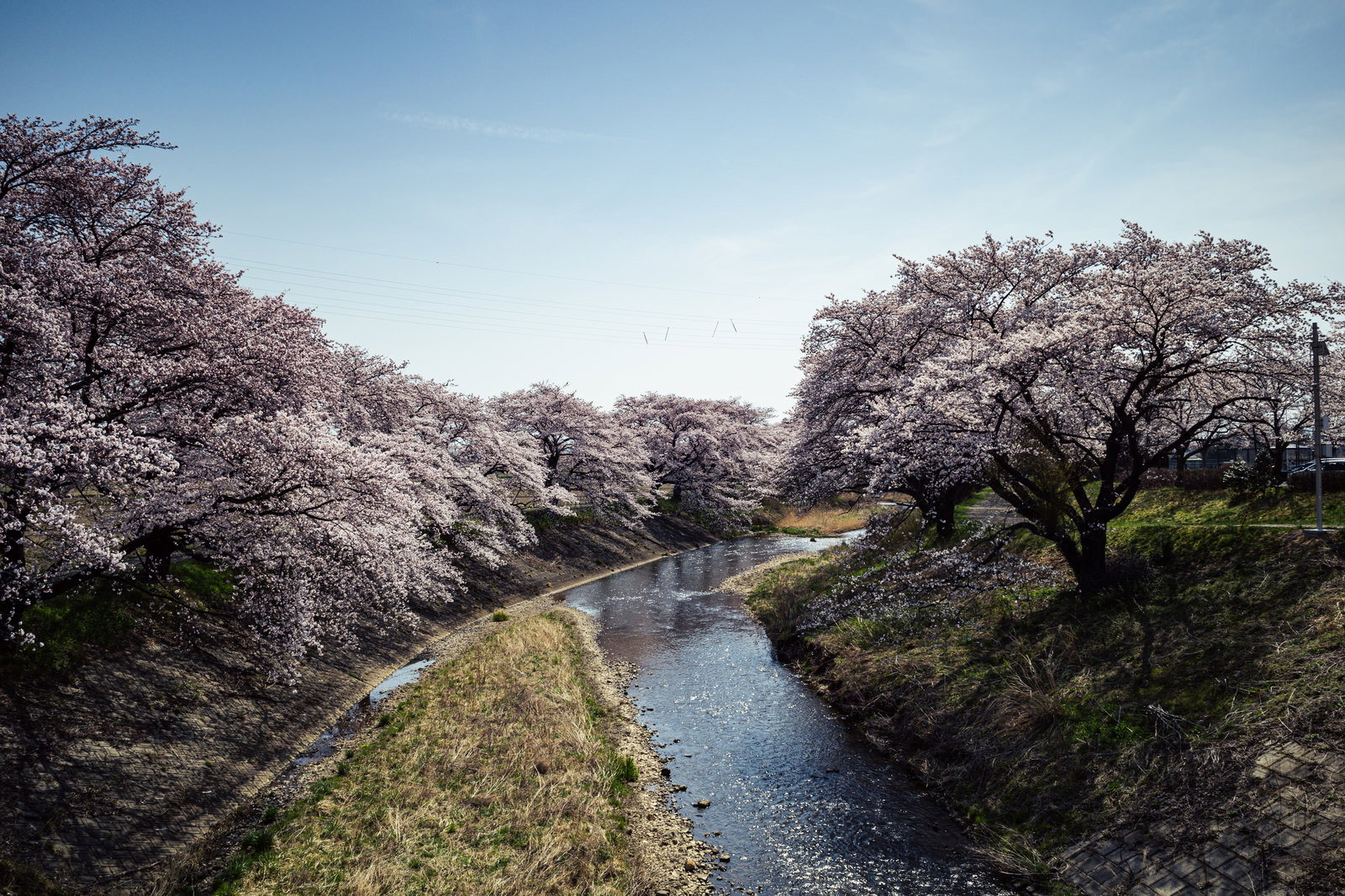 藤田川ふれあい桜の両岸に咲き誇る満開の桜並木と流れる川