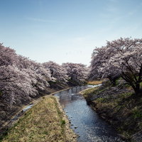 藤田川の河川沿いに咲く満開の桜並木 春の風景の写真