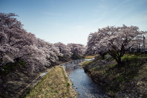 藤田川の河川沿いに咲く満開の桜並木 春の風景