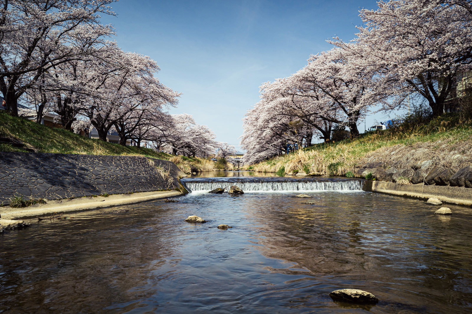 藤田川の両岸に満開の桜並木が連なる春の風景