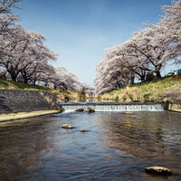 福島県郡山市の藤田川の両岸に満開で咲き連なる桜並木の写真