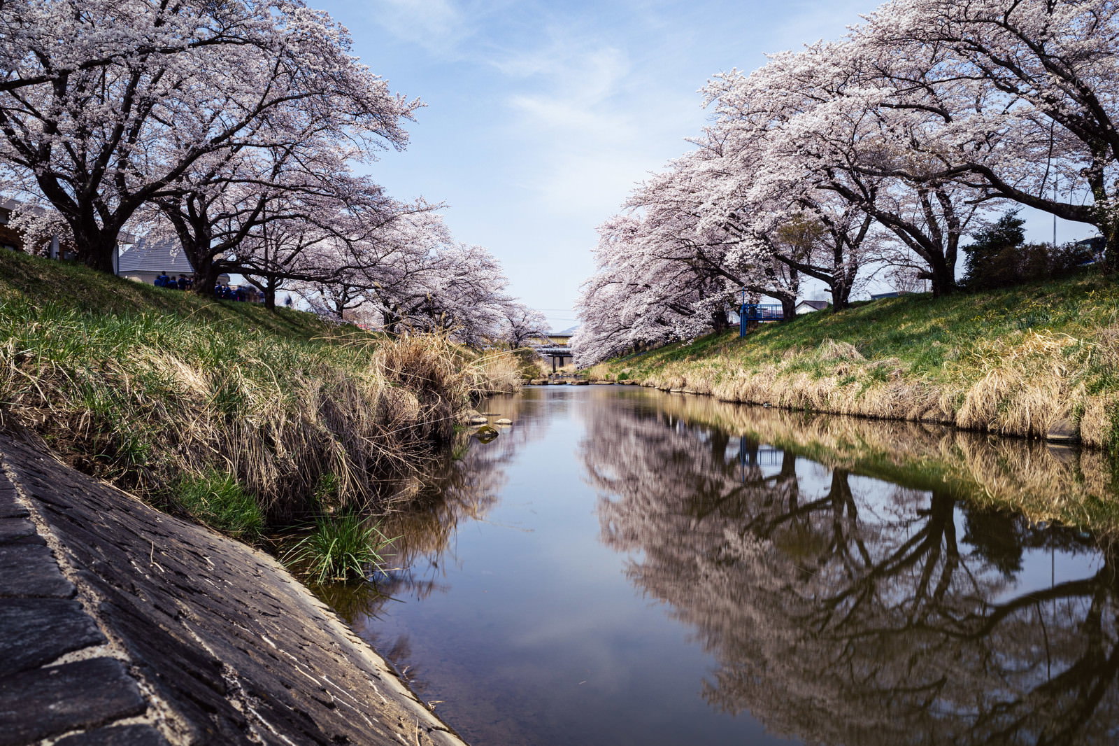 両側の斜面に満開の桜並木が立ち並び、水面に映る景色