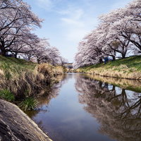 水鏡に映る藤田川ふれあい桜並木の満開時期の写真