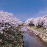 水面に映る桜並木が咲く藤田川の満開の春風景の写真