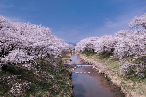 水面に映る桜並木が咲く藤田川の満開の春風景