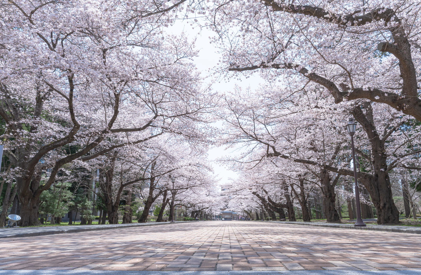 日本大学工学部のキャンパスで満開に咲いた桜並木が石畳の道を覆う